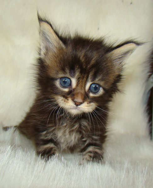     Catsvill County!   !    !       !!!    Catsvill County +7-926-544-74-09     .   ,   ,   ,    ,   ,  ,     ,   -,    ,   !